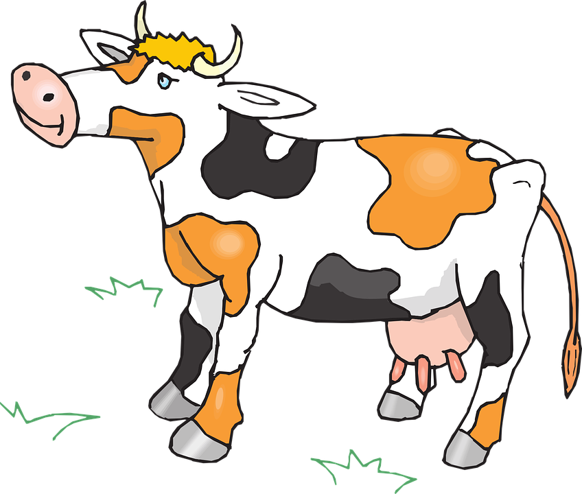 cow 447